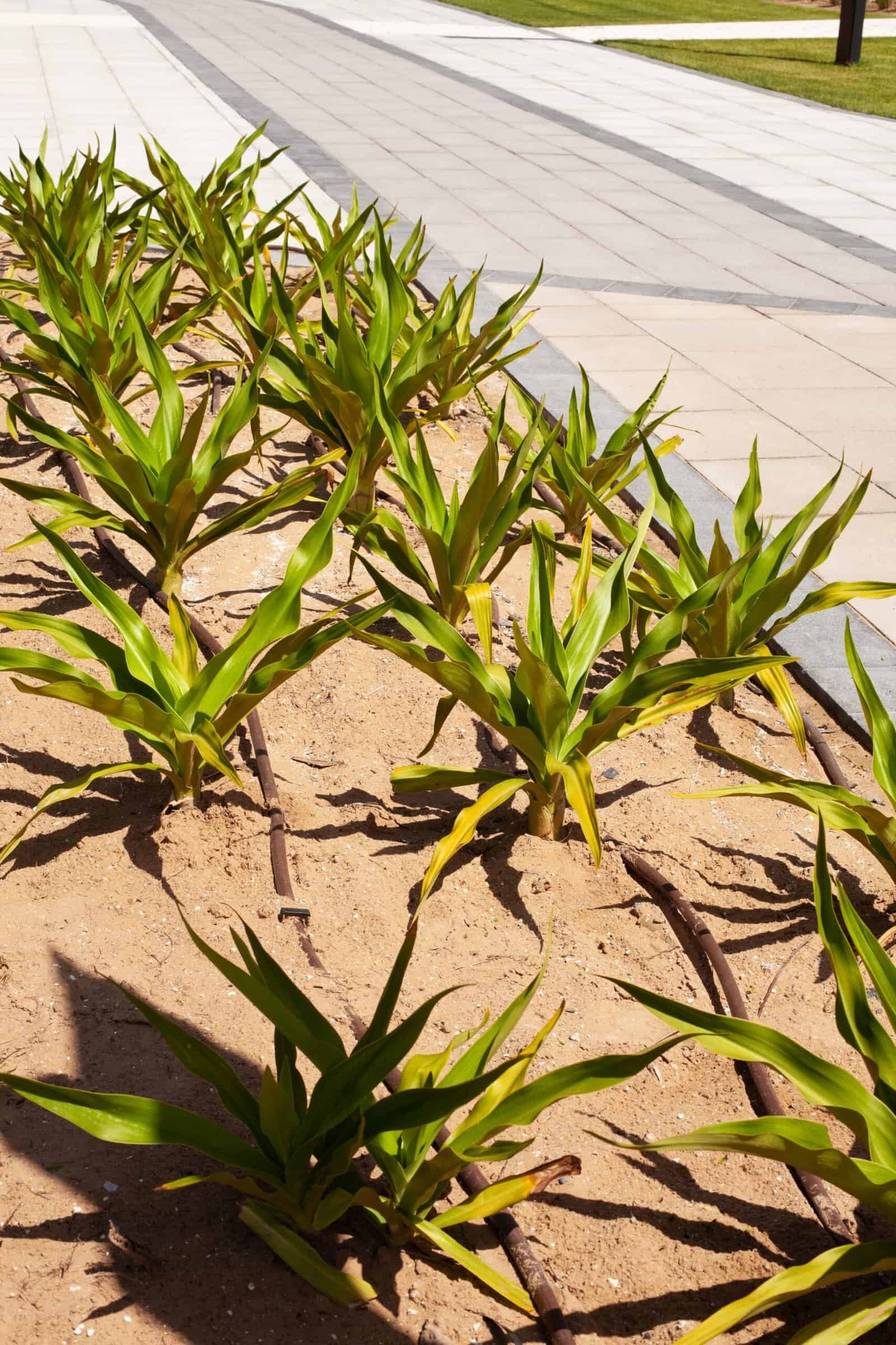 Healthy young plants in landscaped area for professional tree care and landscaping services.