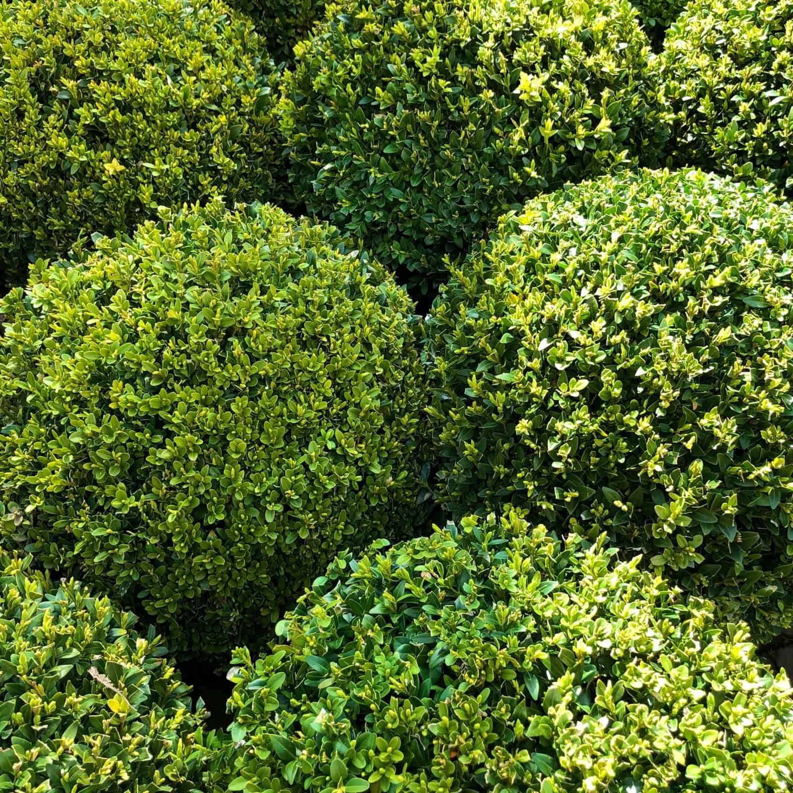 Well-maintained boxwood shrubs for landscaping and garden design.