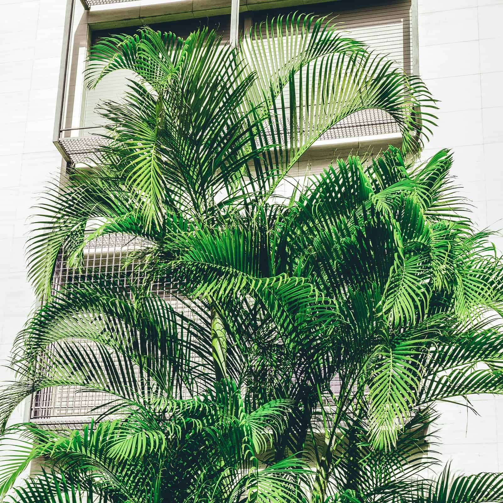 Lush tropical palm tree growing beside a modern building exterior.