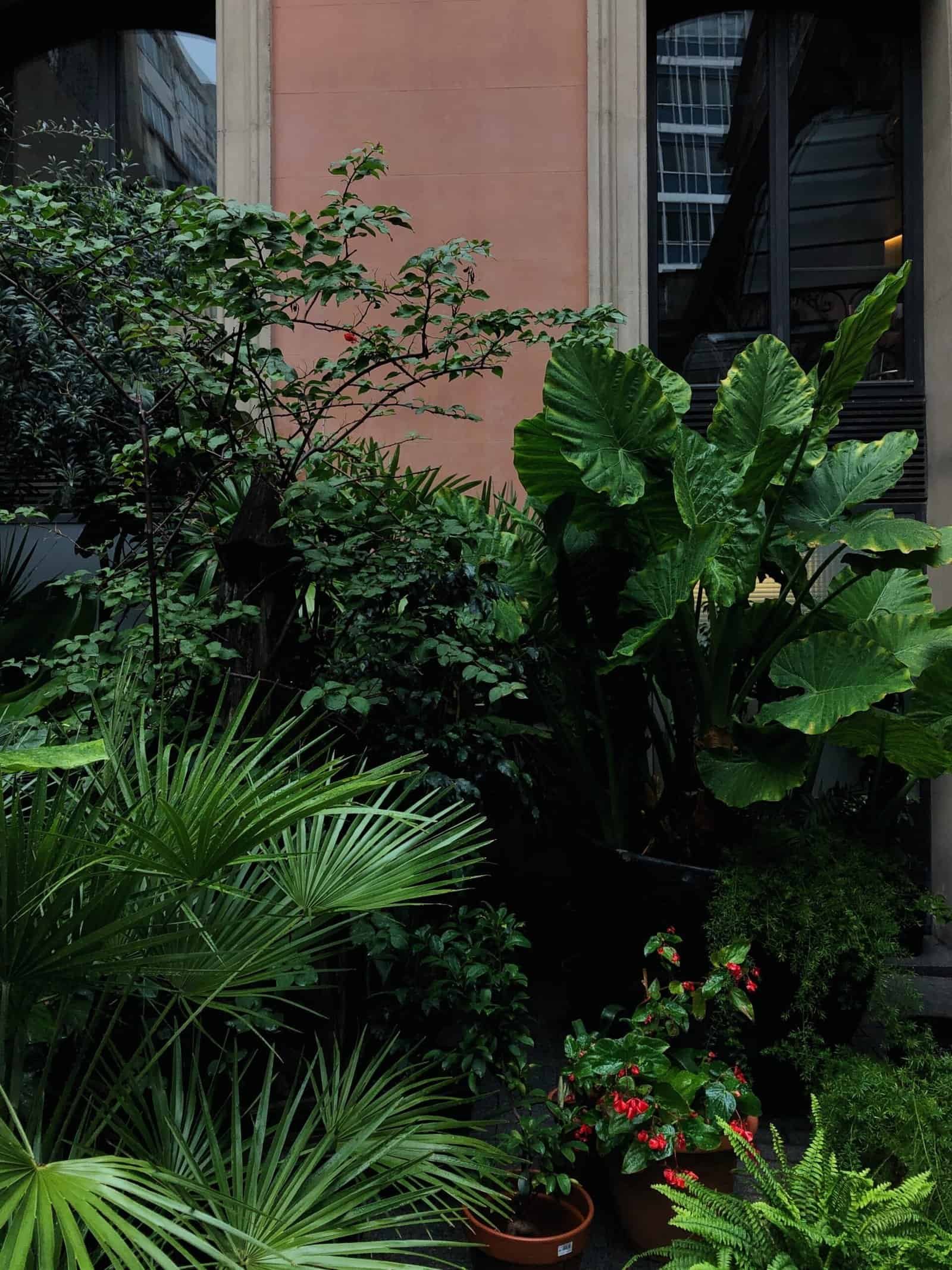 Tropical garden featuring large-leaf plants, ferns, and vibrant greenery in an urban setting.