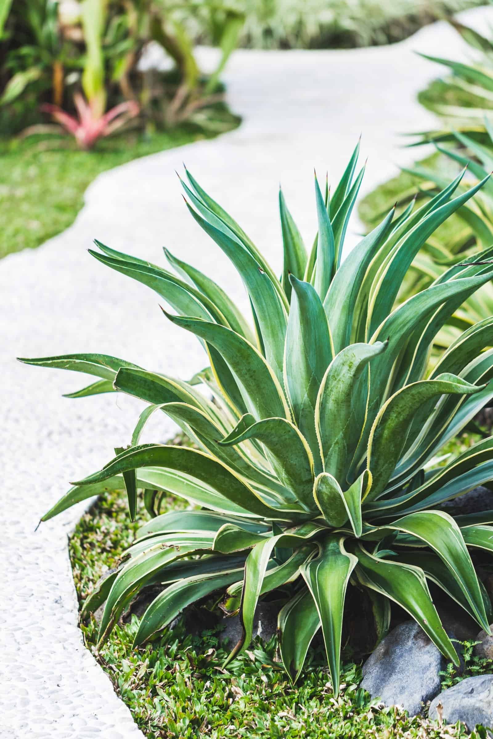 Healthy tropical garden plant with lush green leaves in a landscaped outdoor setting.