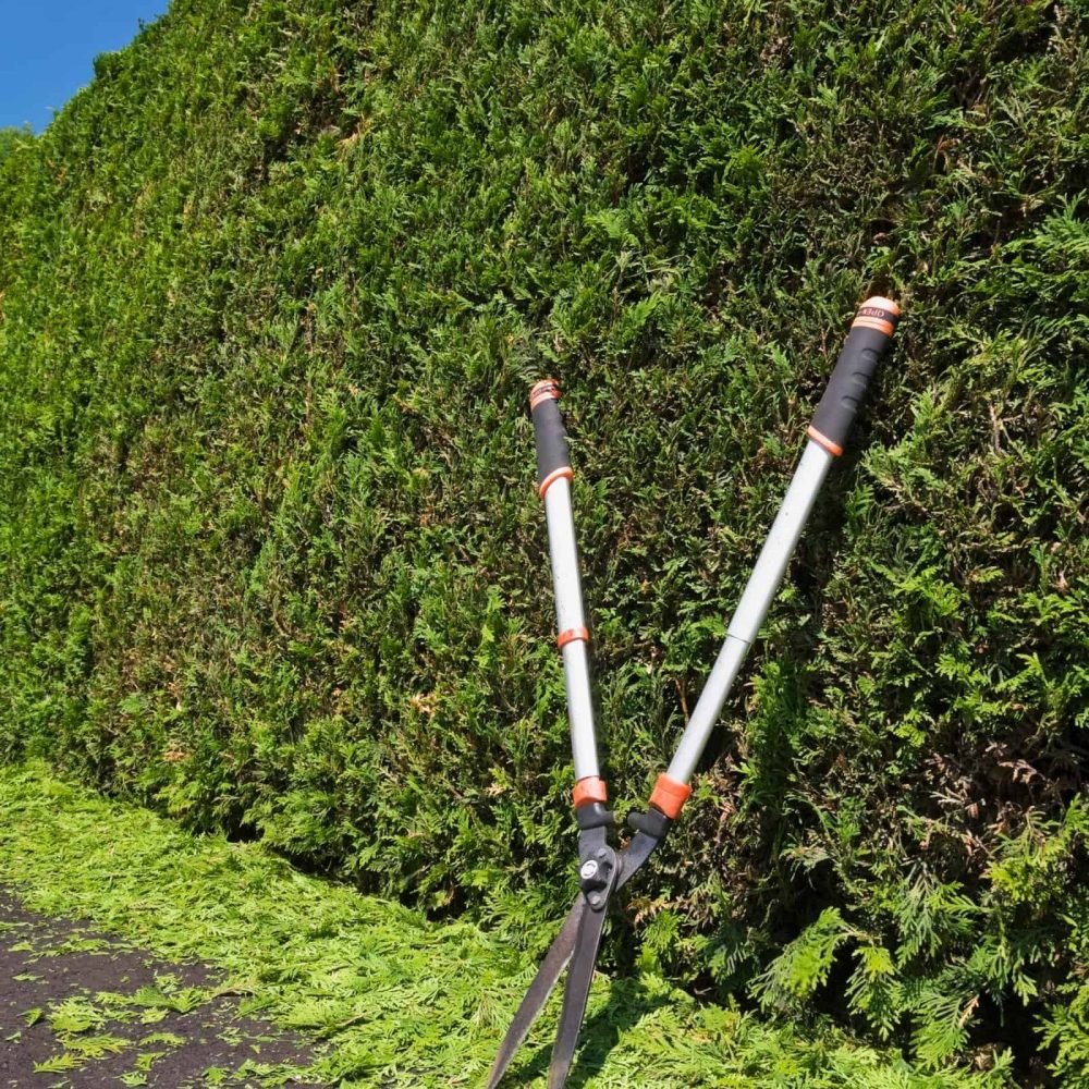 Professional hedge trimming tools leaning against a lush green hedge.