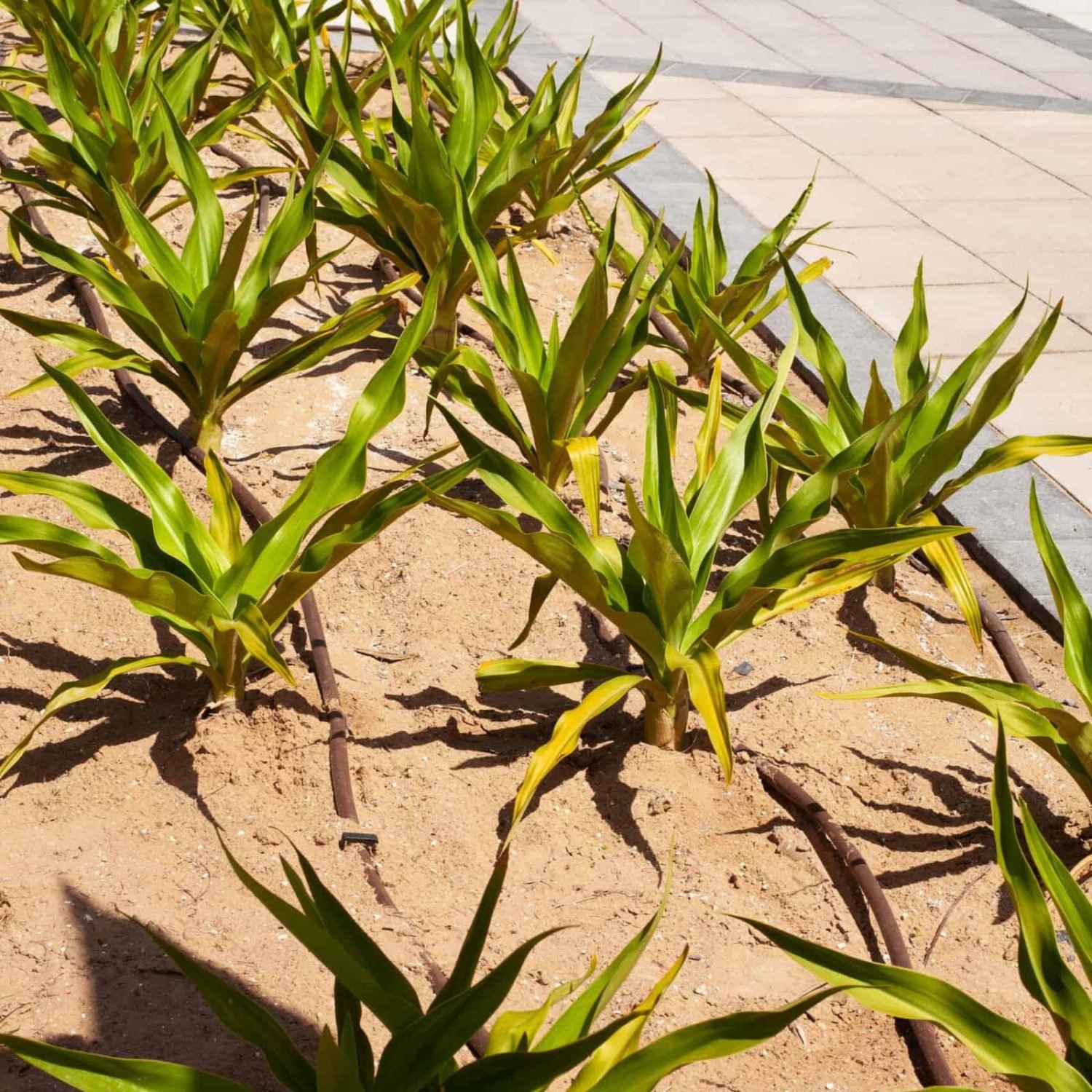 Healthy young plants in landscaped area for professional tree care and landscaping services.