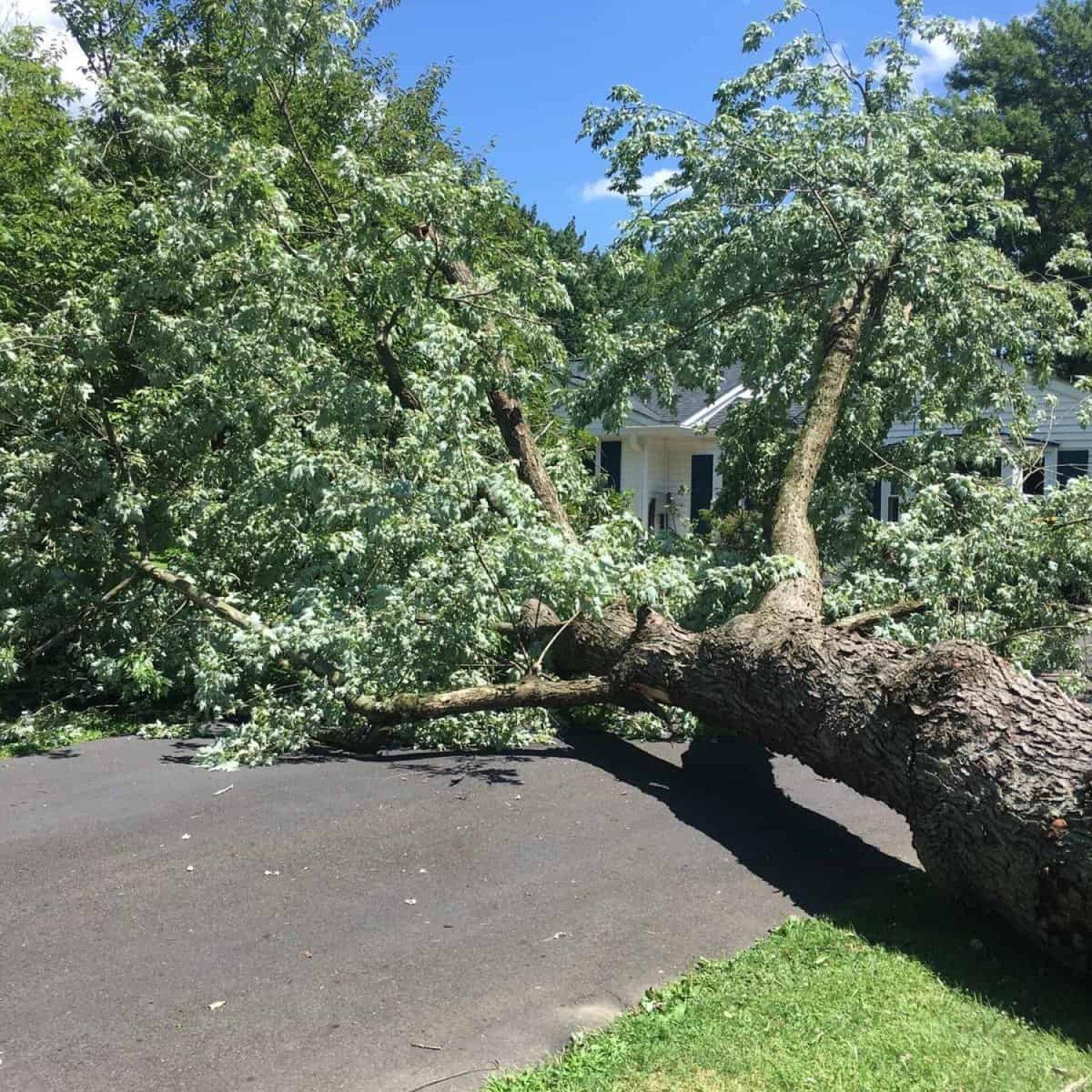 Storm-damaged tree blocking driveway, needing urgent tree care and removal.