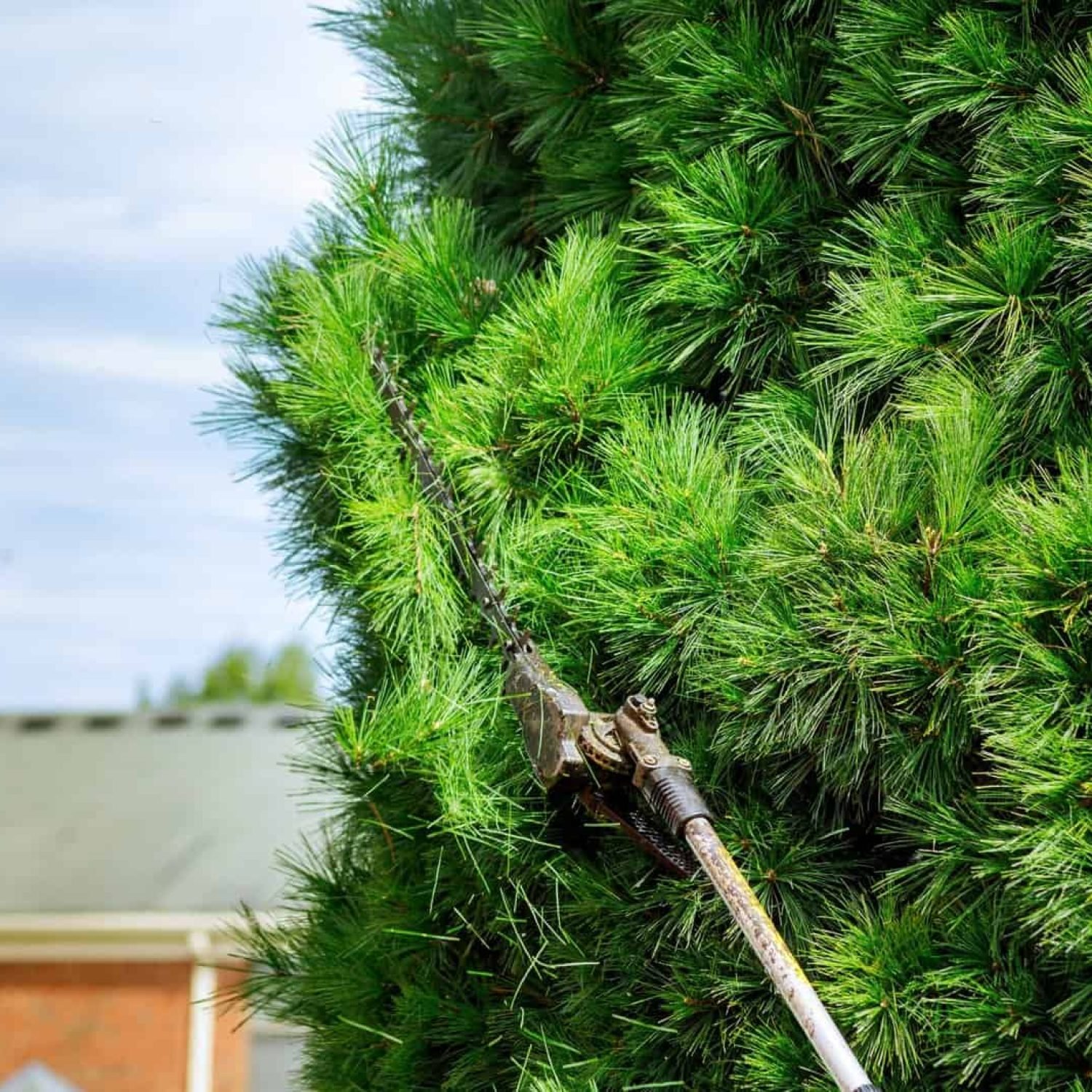 Professional tree trimming by Cortes Tree Care, ensuring healthy and well-shaped trees.