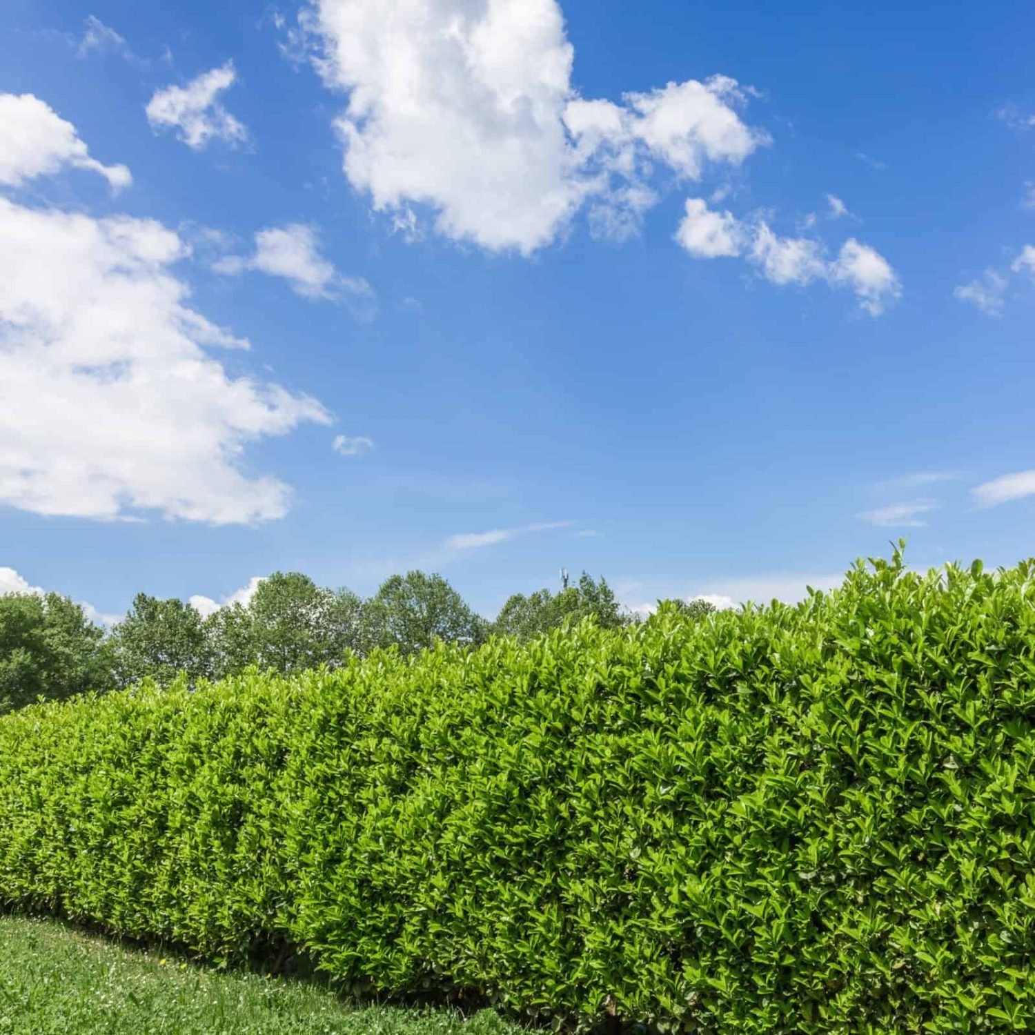 Healthy green hedge maintained by Cortes Tree Care against a bright blue sky.