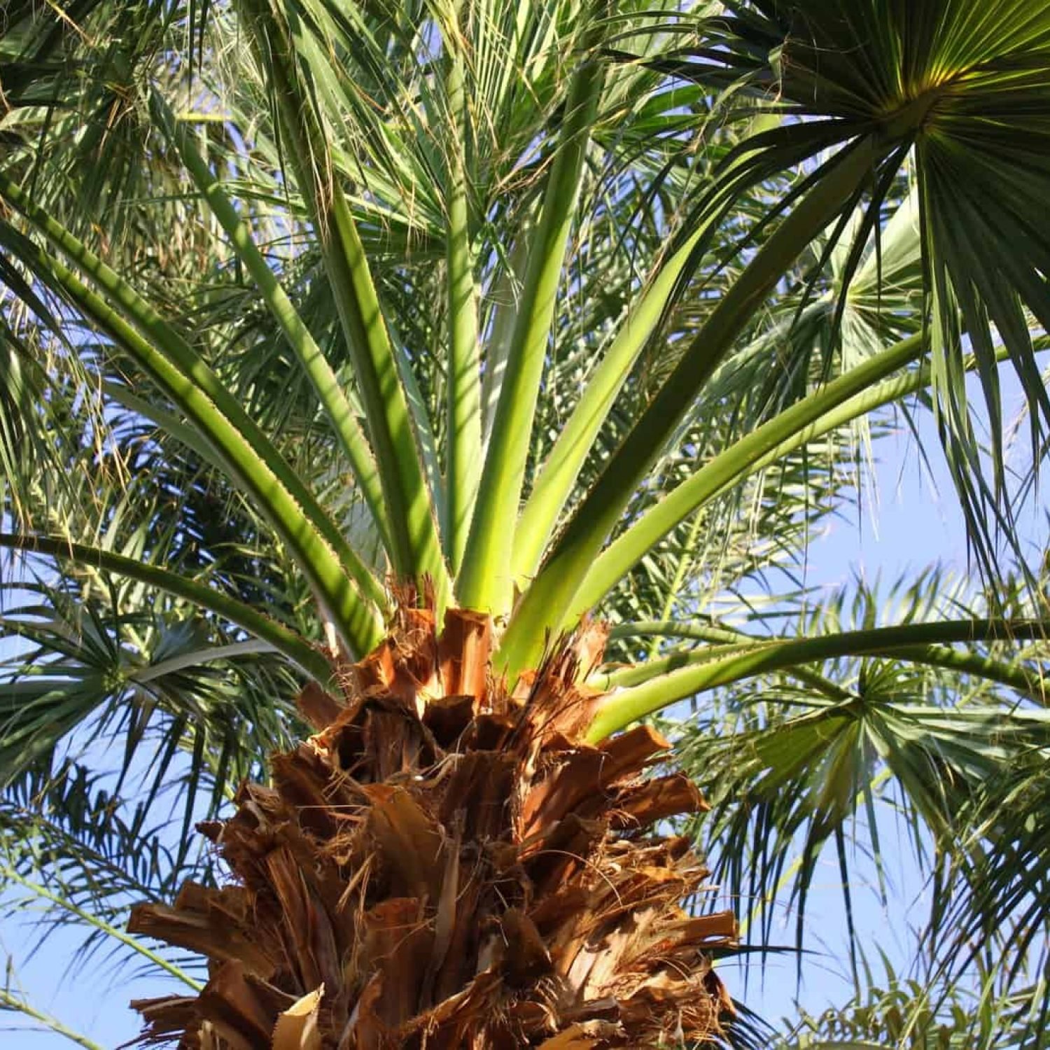 Healthy palm tree with lush green fronds and textured trunk, ideal for tropical landscape design.