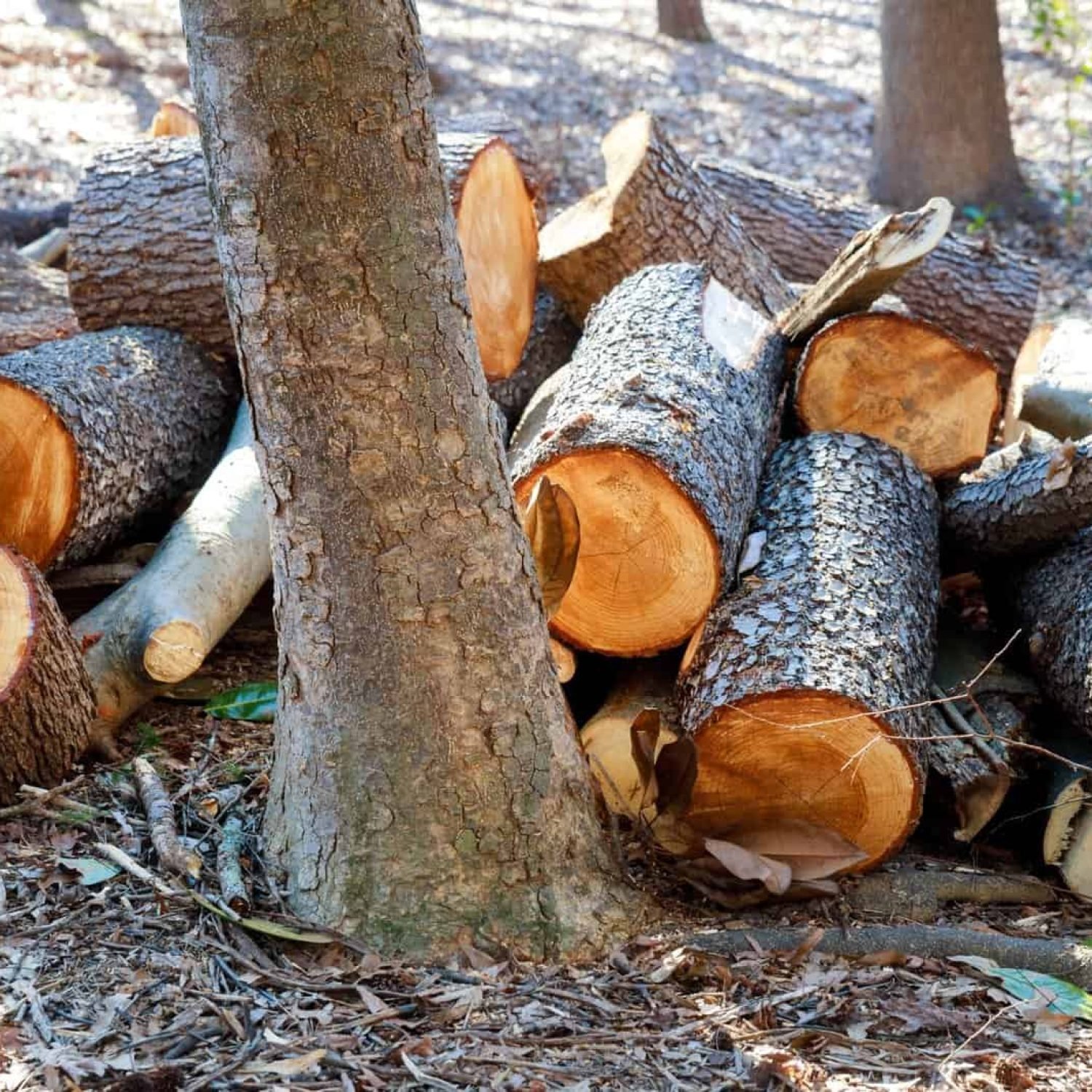 Firewood logs stacked near trees in a wooded area.