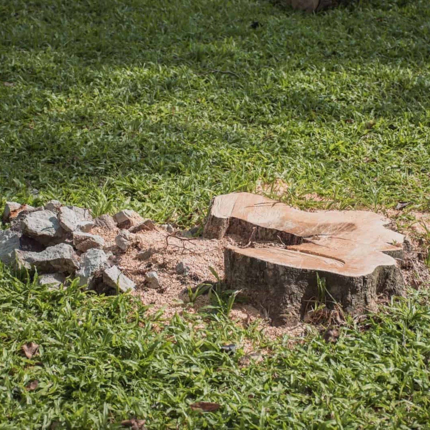 Tree stump removal with professional equipment for a clean yard.